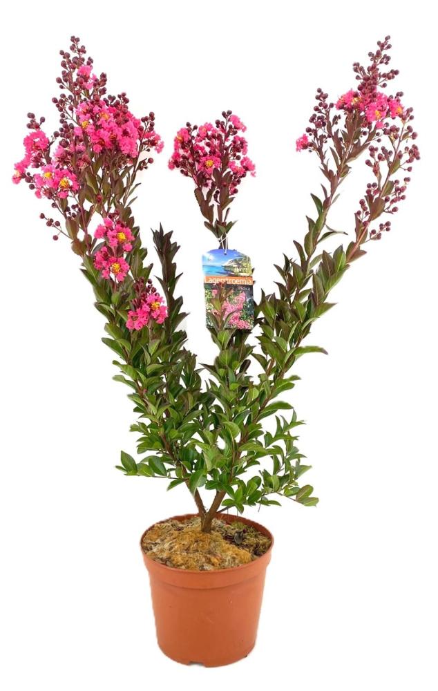 Lagerstroemia