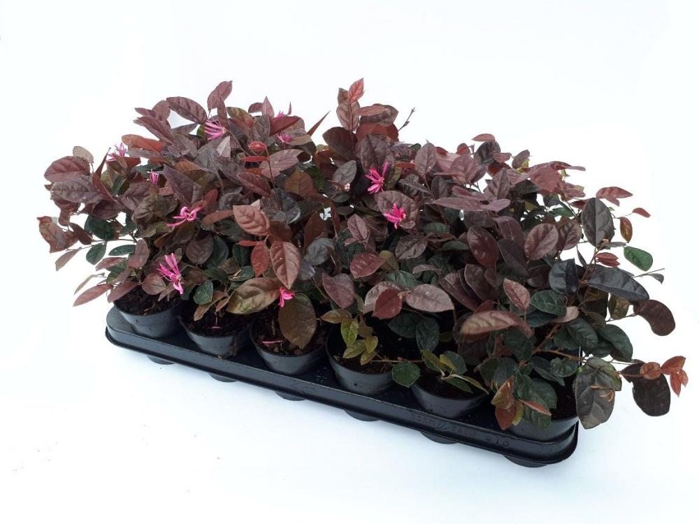 Loropetalum