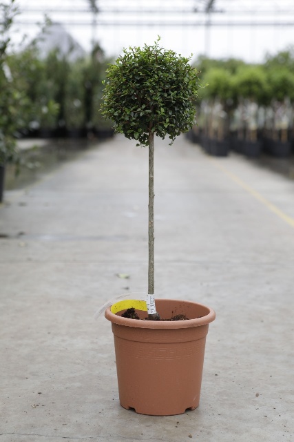ligustrum
