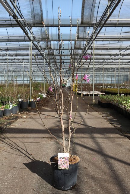 magnolia