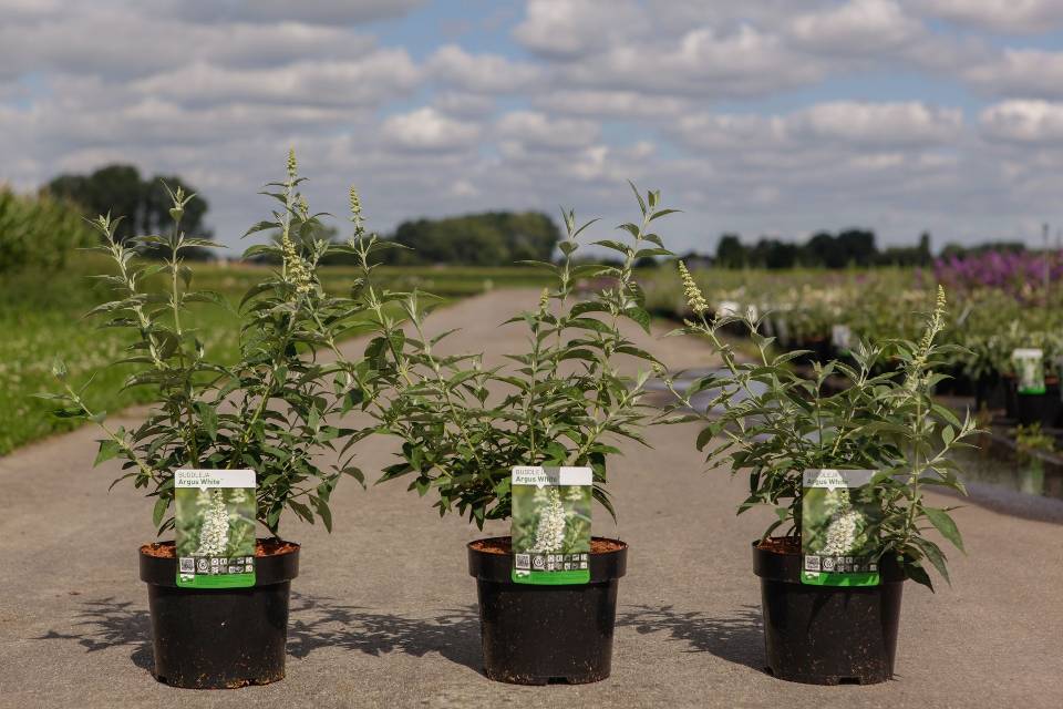buddleja