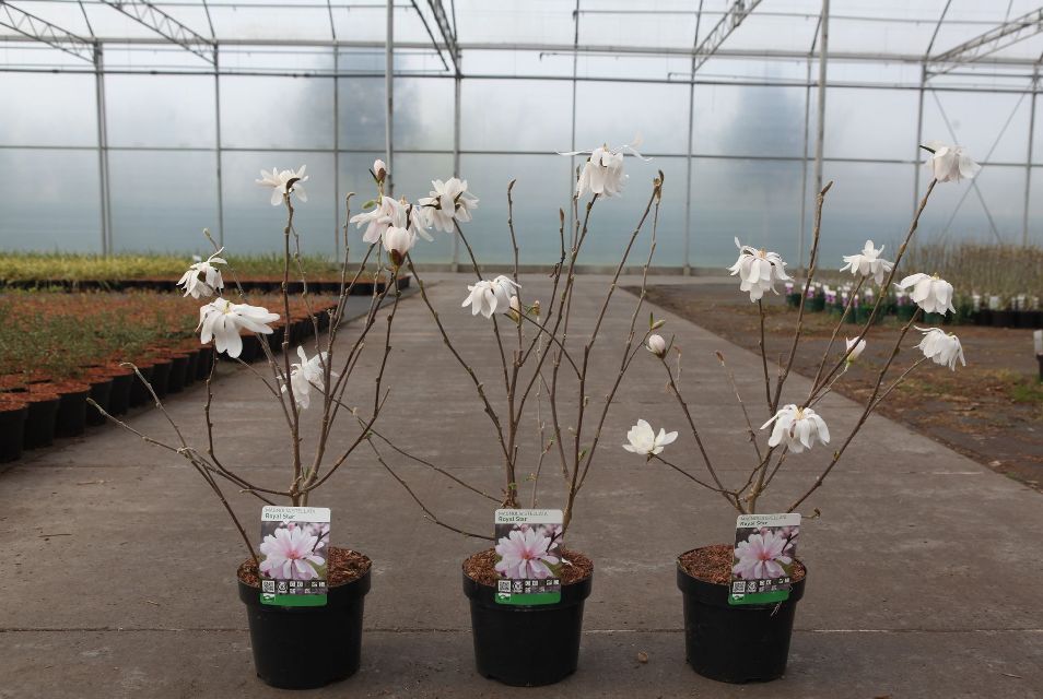 magnolia