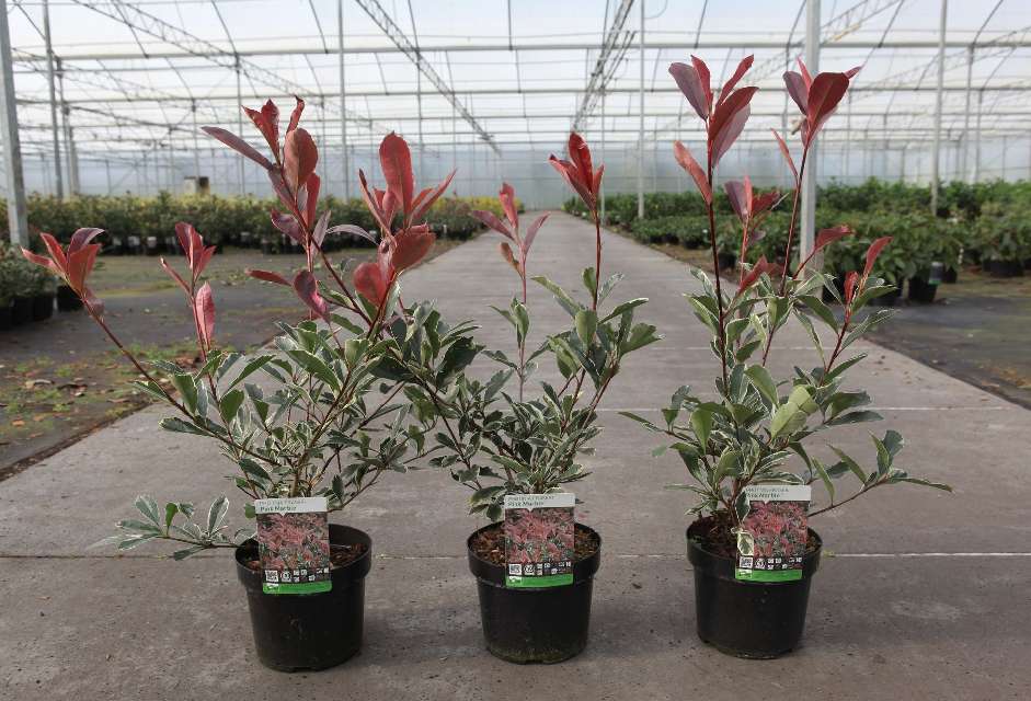 photinia