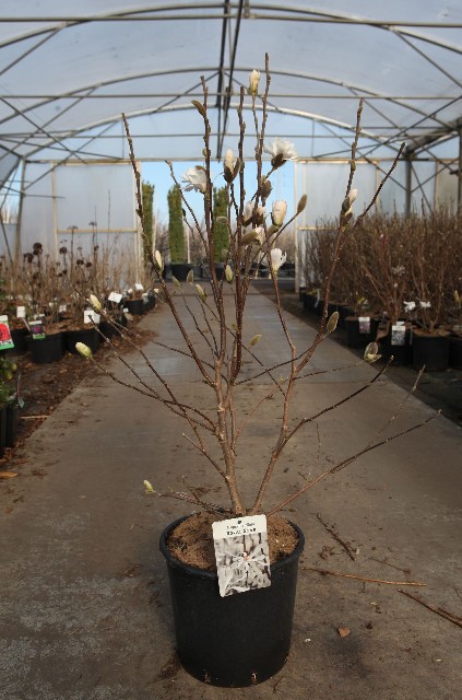 magnolia