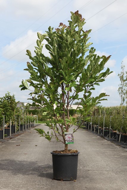 magnolia