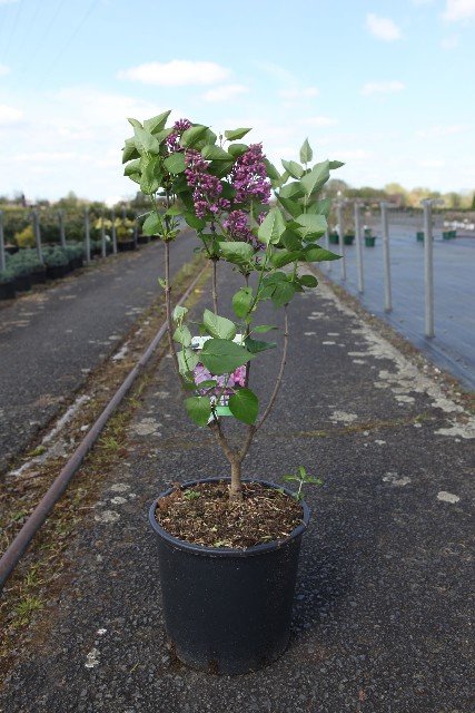 syringa