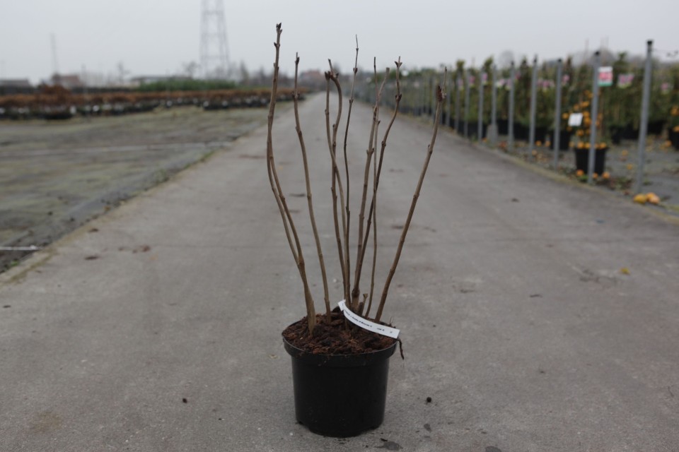 syringa