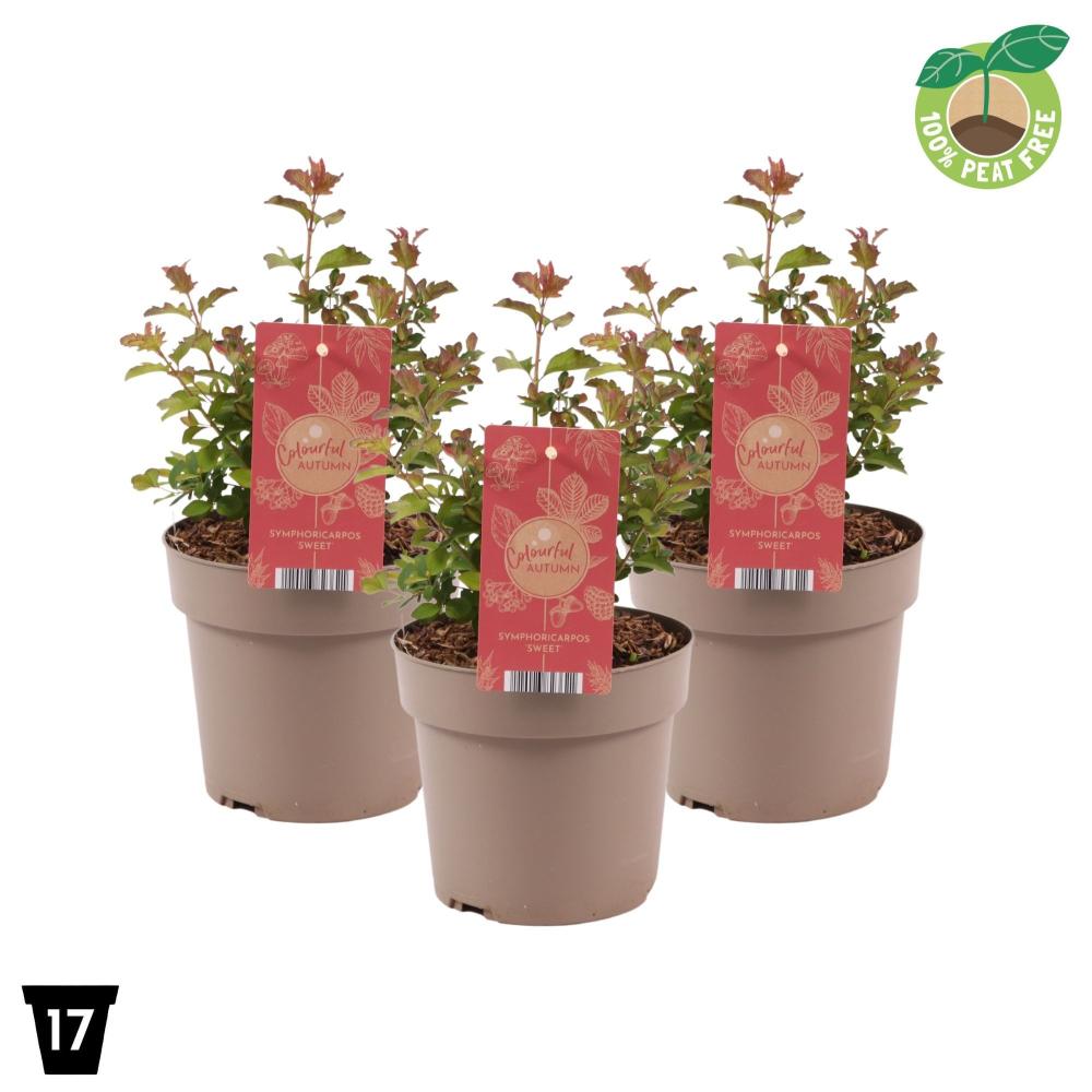 Symphoricarpos