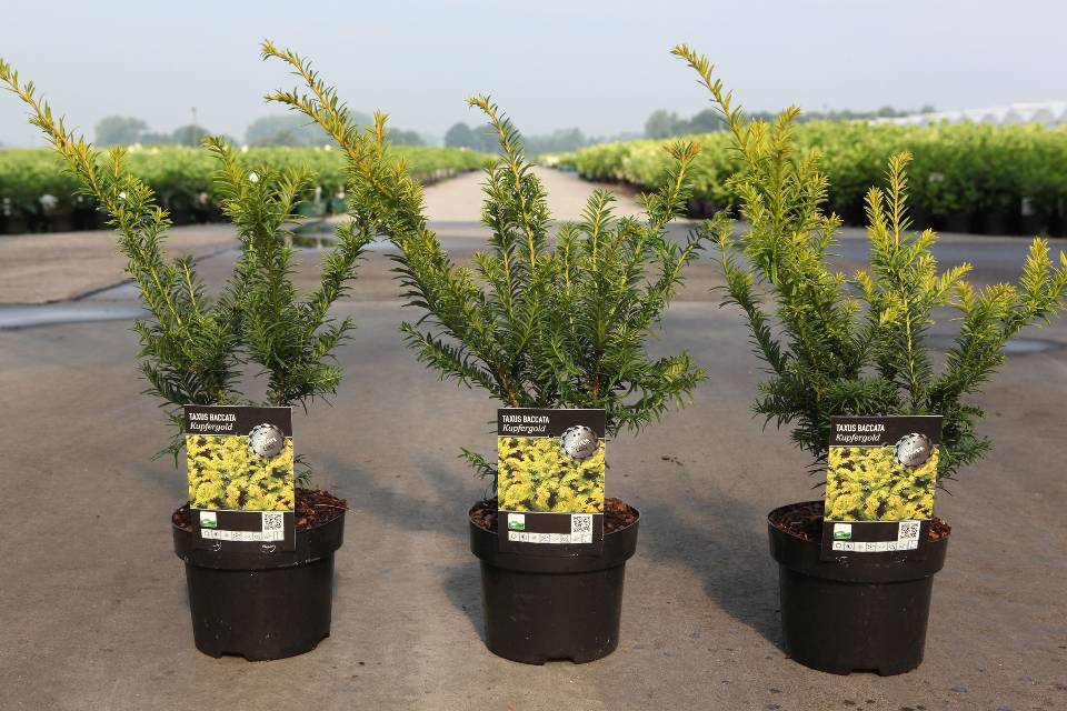taxus