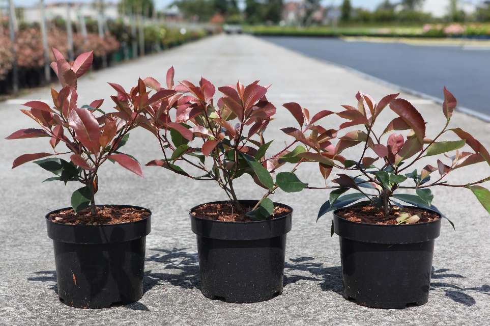 photinia