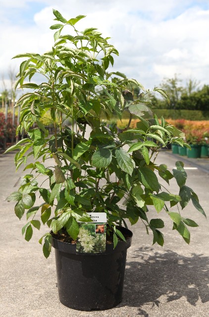 Staphylea