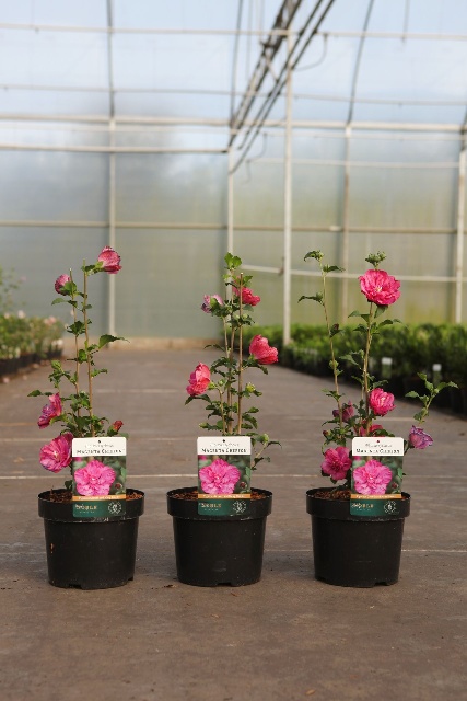Hibiscus syriacus