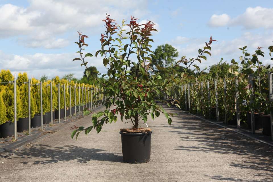 malus
