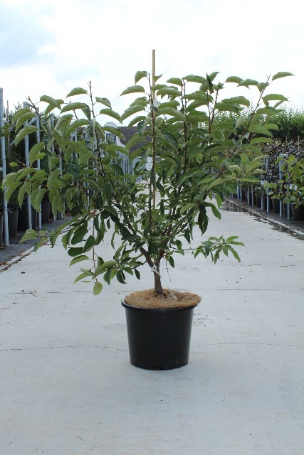 malus