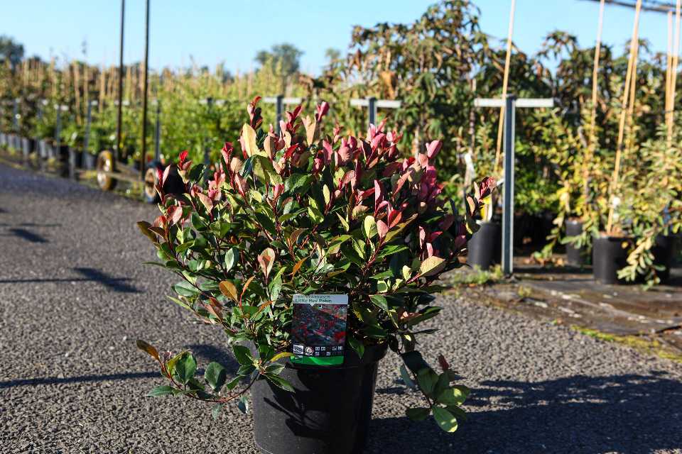 photinia