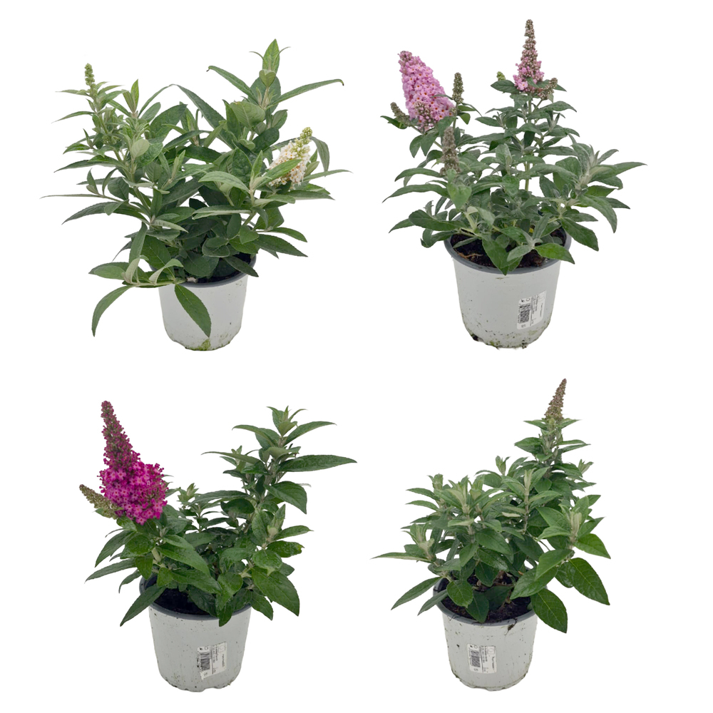 Buddleja davidii little rockstars