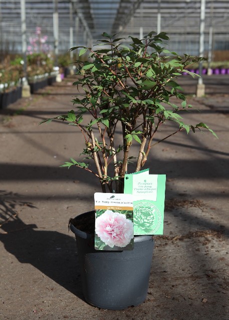 Paeonia suffruticosa