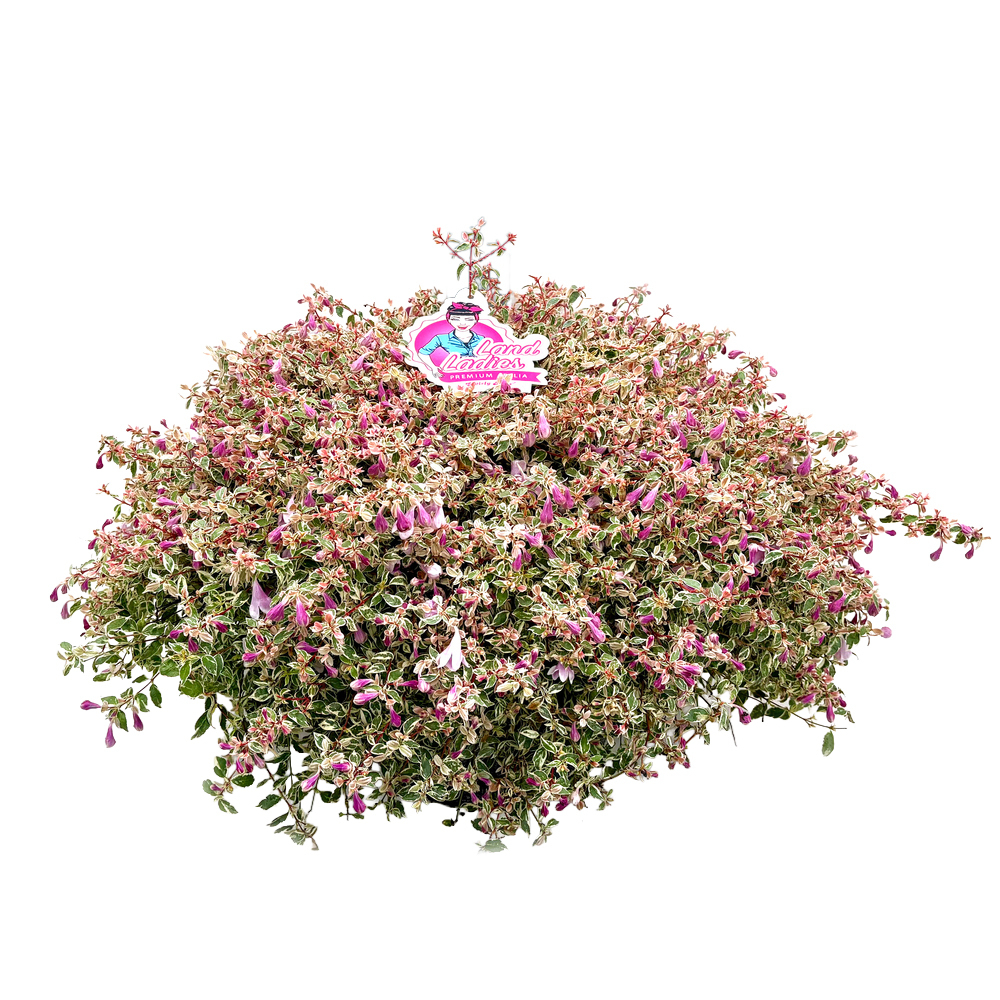 Abelia grandiflora swirly bells