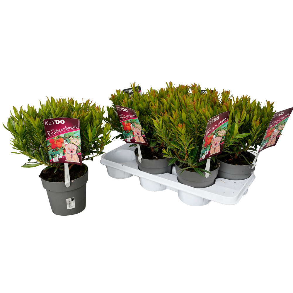Arbutus unedo mercurius