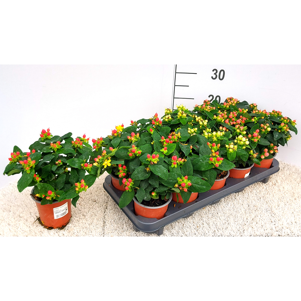 hypericum androsaemum