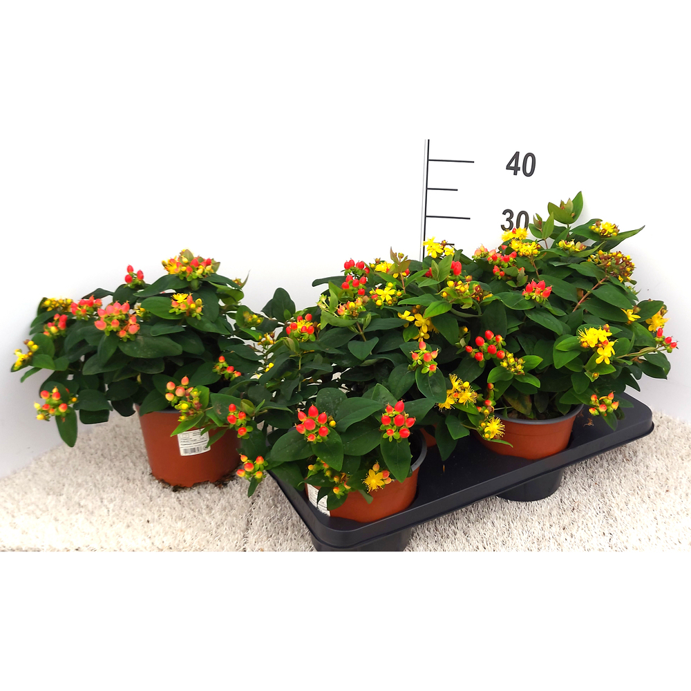 Hypericum androsaemum
