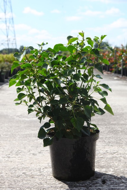 Hedera