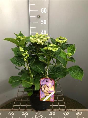 Hydrangea