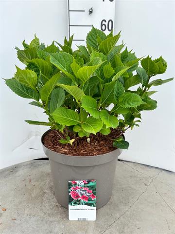 Hydrangea