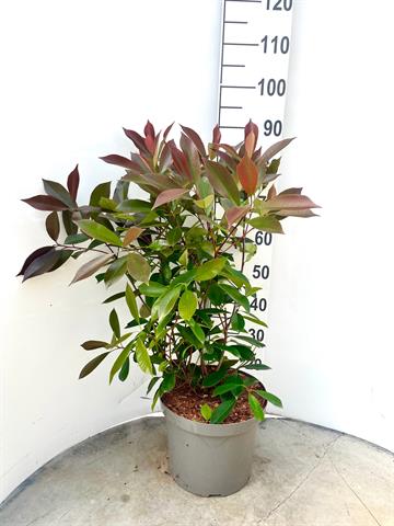 Photinia