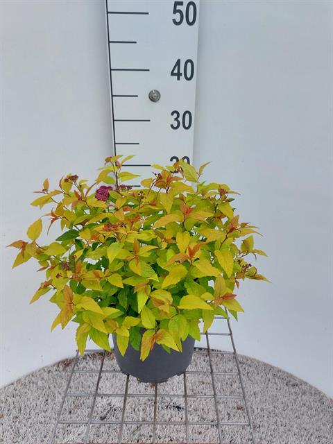 Spiraea