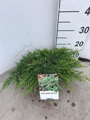 juniperus