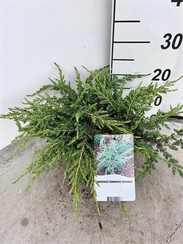 juniperus