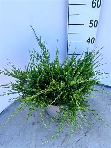 juniperus