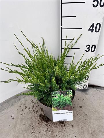 juniperus