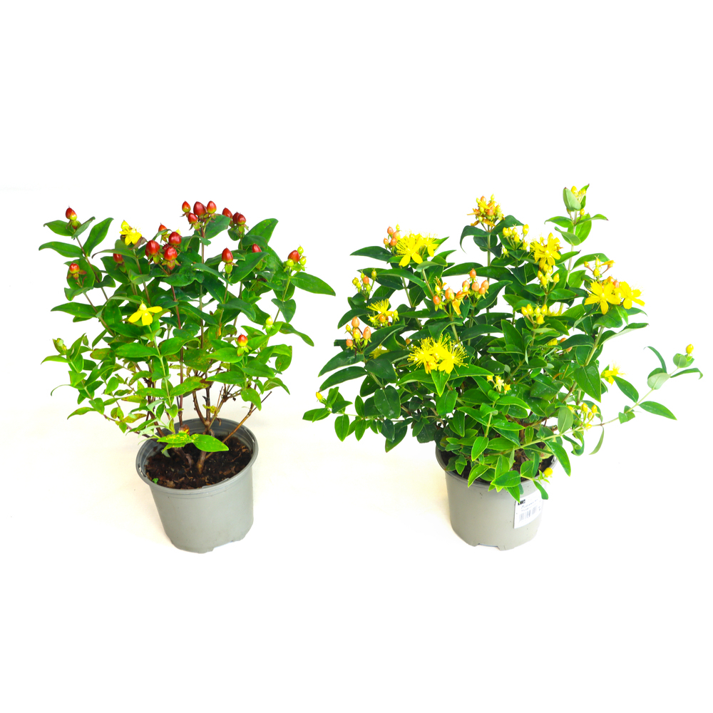 Hypericum hyperal