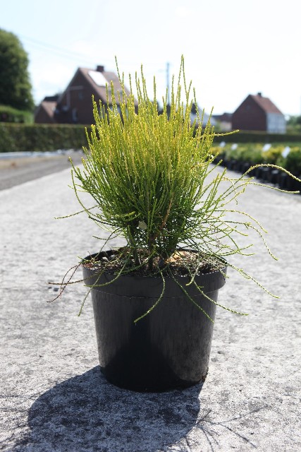 Platycladus