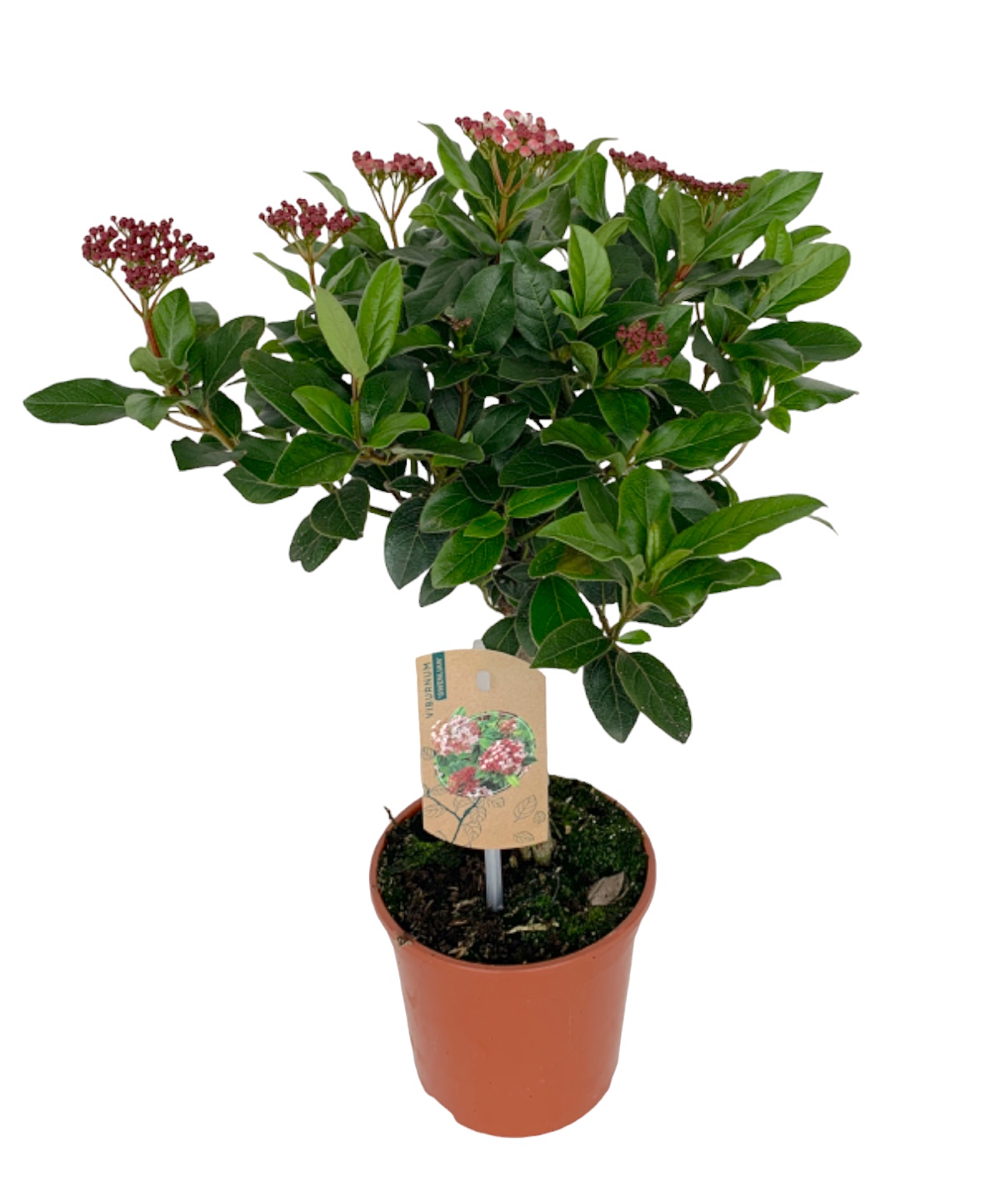 Viburnum