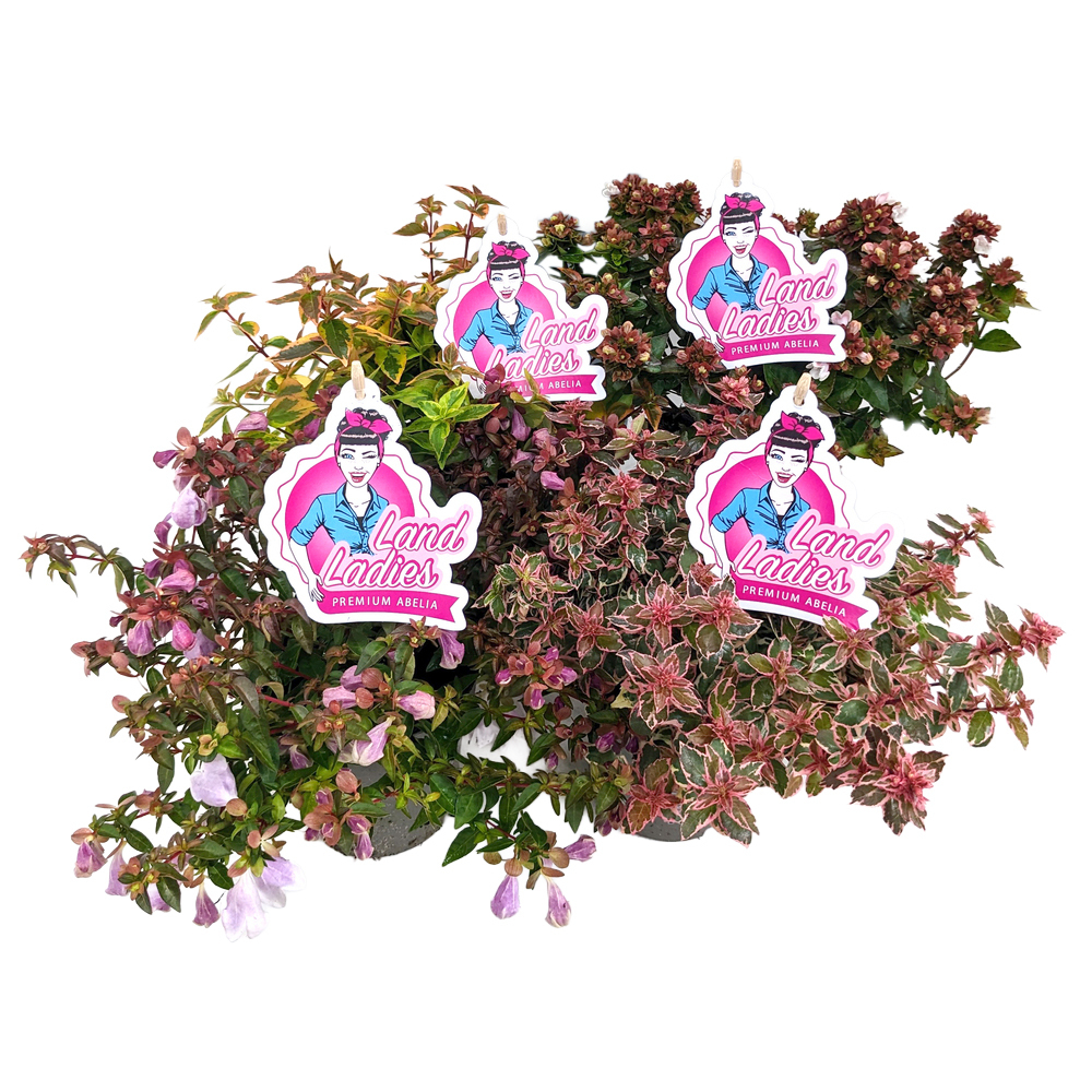 Abelia grandiflora