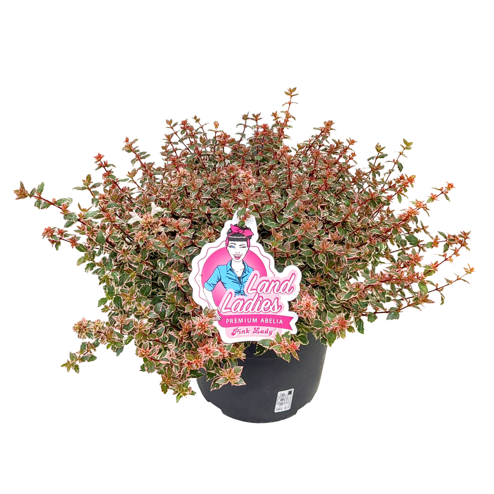 Abelia grandiflora pink lady