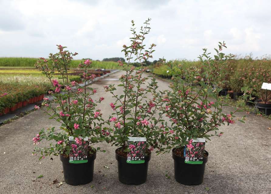 Symphoricarpos