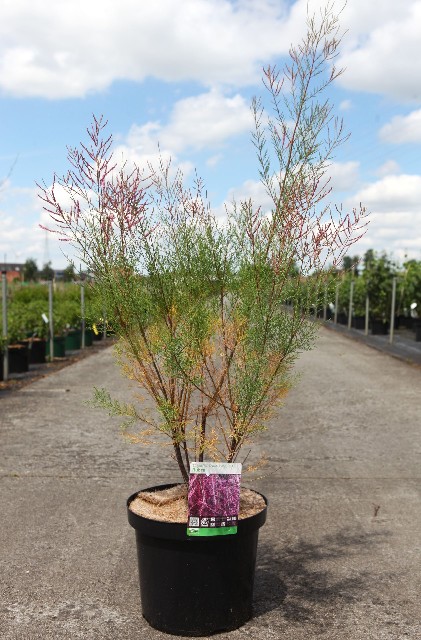 Tamarix