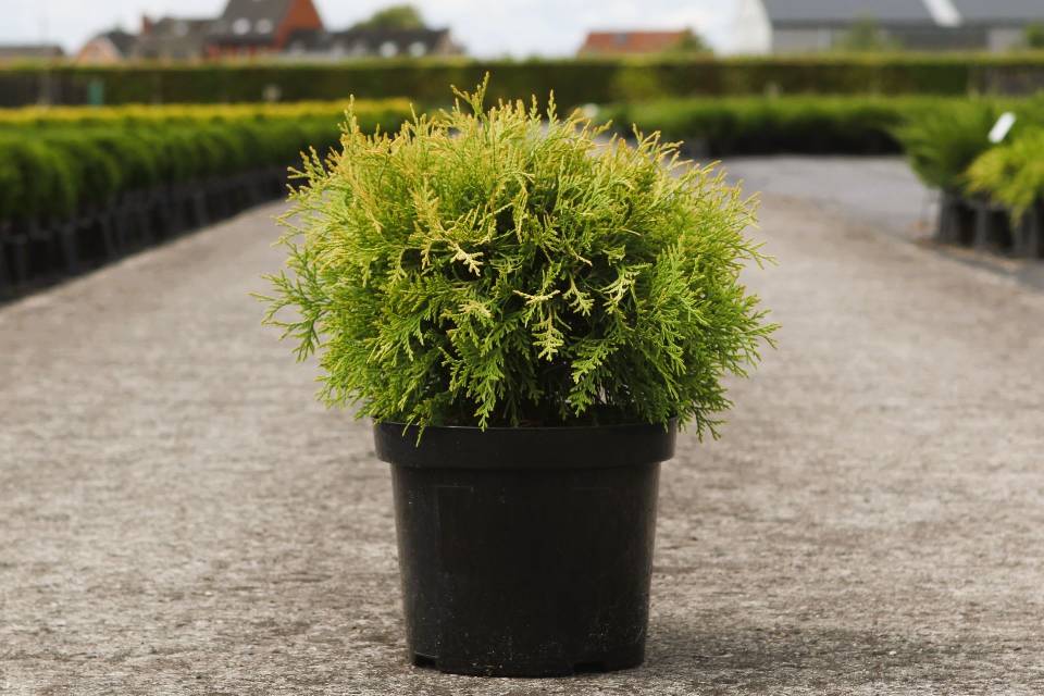 thuja