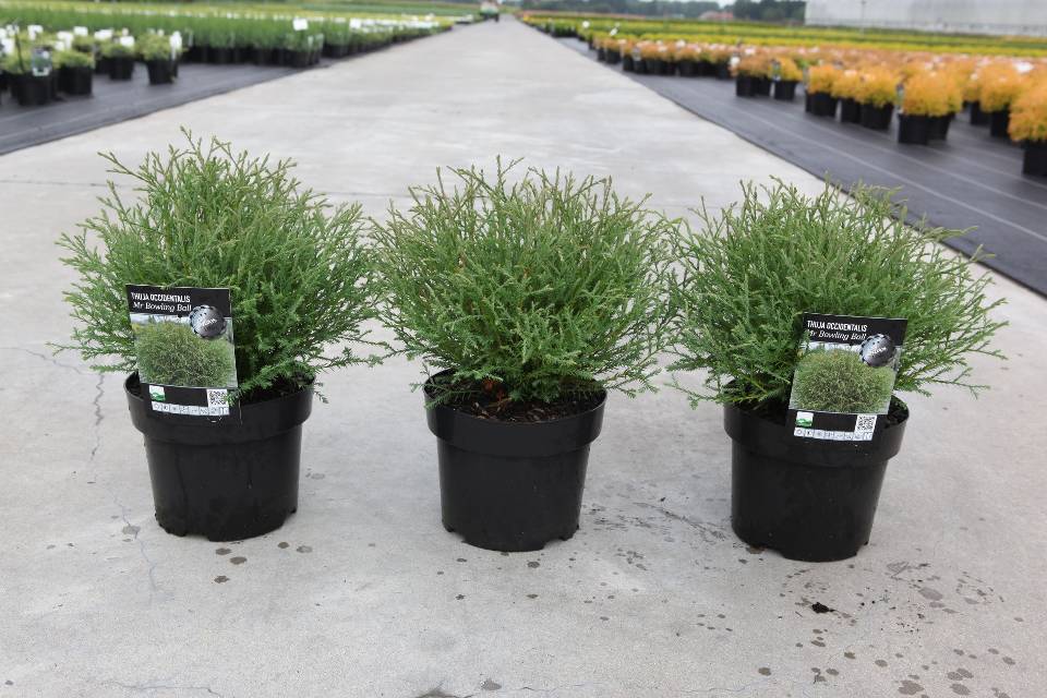 thuja