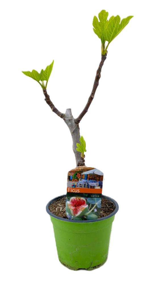 ficus carica