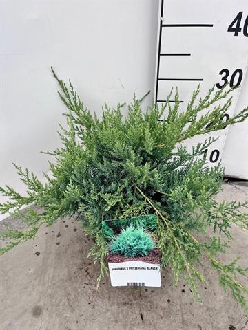 juniperus