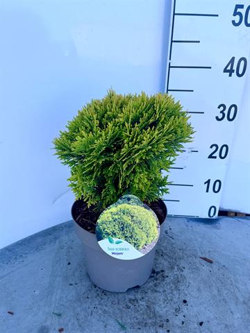 Thuja
