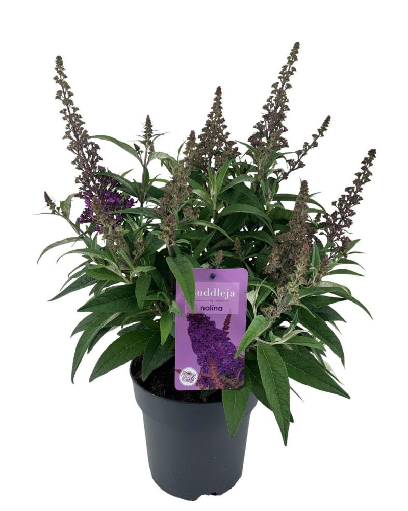 buddleja