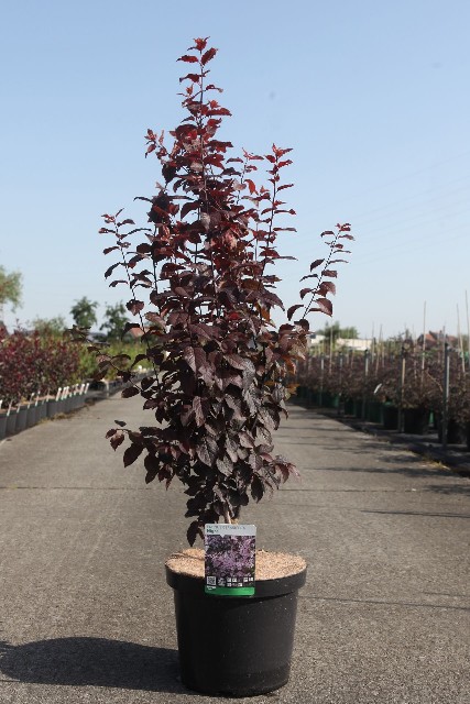 prunus