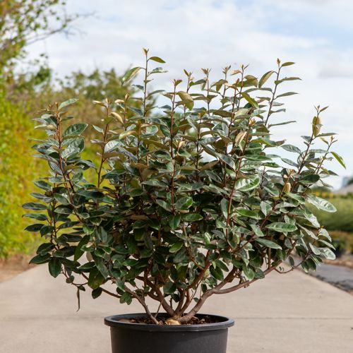 elaeagnus