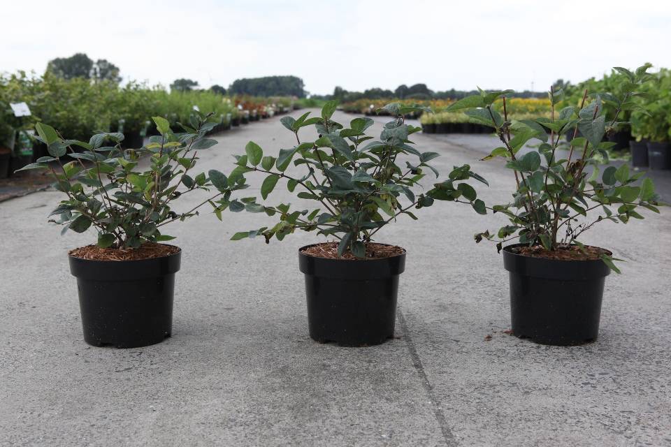 Lonicera